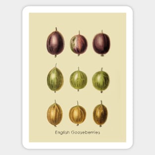 English Gooseberries Sticker